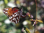 In the Company of Wild Butterflies cover image