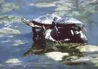 Creatures of the Sun: A Natural History of the Painted Turtle cover image