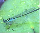 Dragonflies: Unique Breeding Strategies cover image