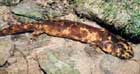 The Giant Salamander: A Living Fossil cover image