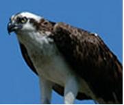 Osprey, Sentinel of the Great Lakes. (Nature’s Treasures: Preserve and Protect Series) cover image