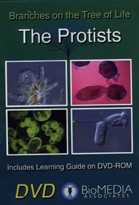 The Biology of Protists (VHS)<br  /></br>Branches on the Tree of Life: Protists (DVD) cover image